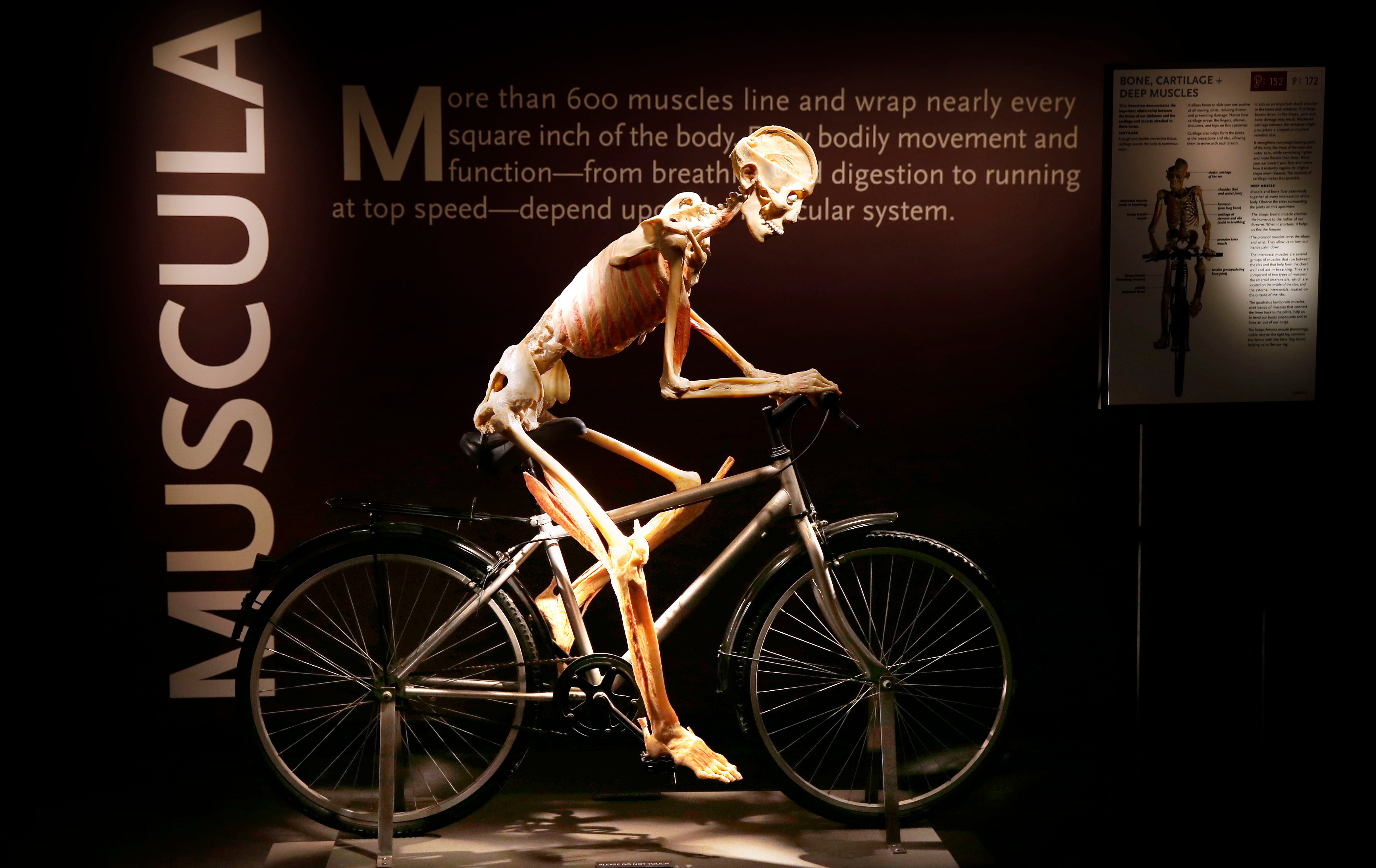 Bodies: The Exhibition