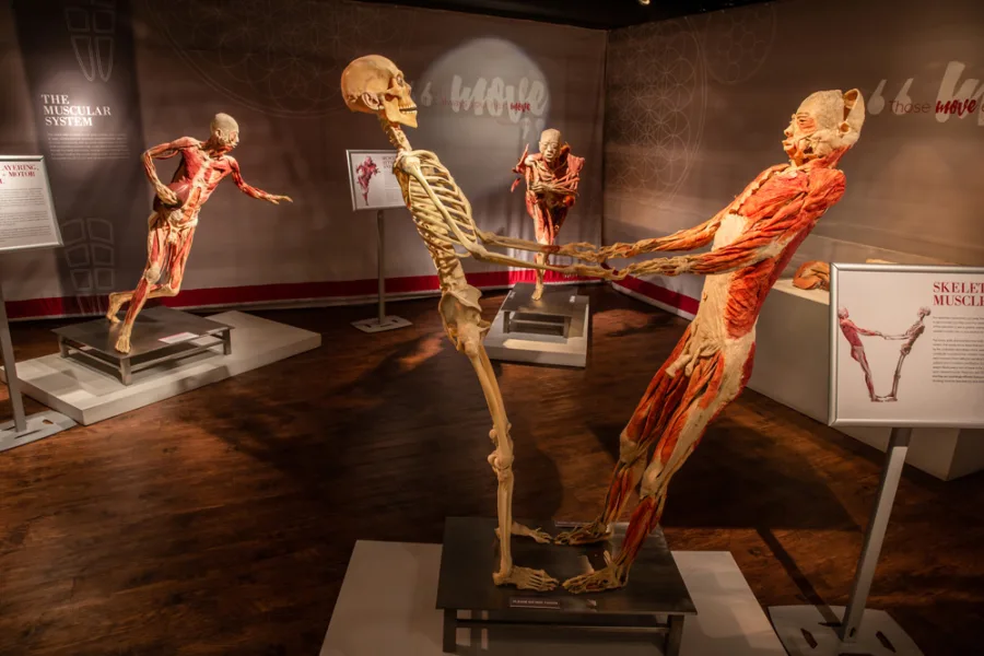 Bodies: The Exhibition
