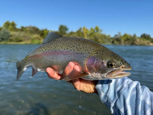 CA Fly Fishing Show Show Tickets