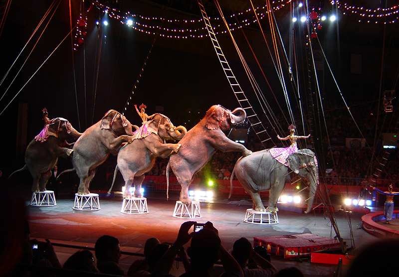 Jordan World Circus