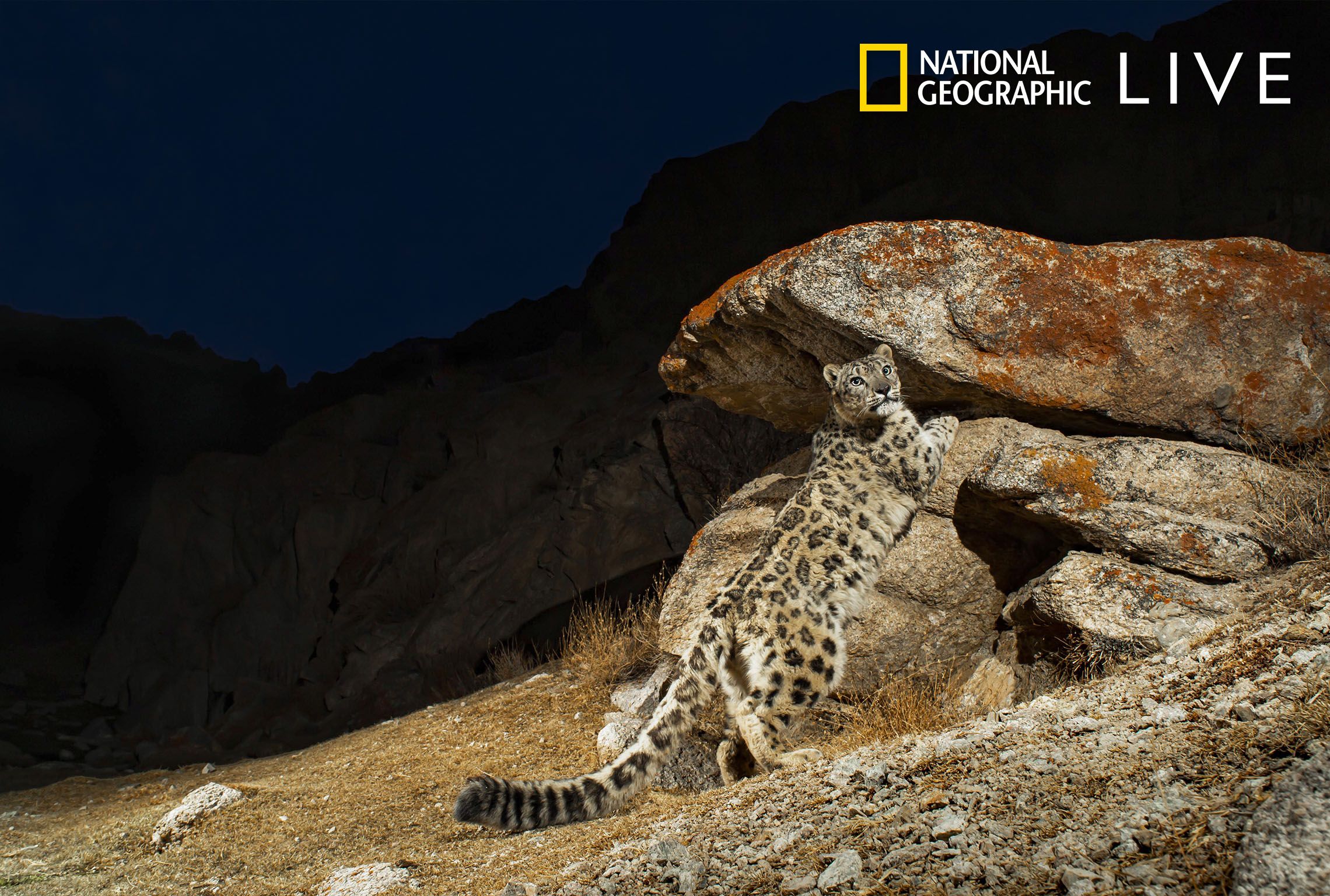 National Geographic Live: Wild Cats Revealed