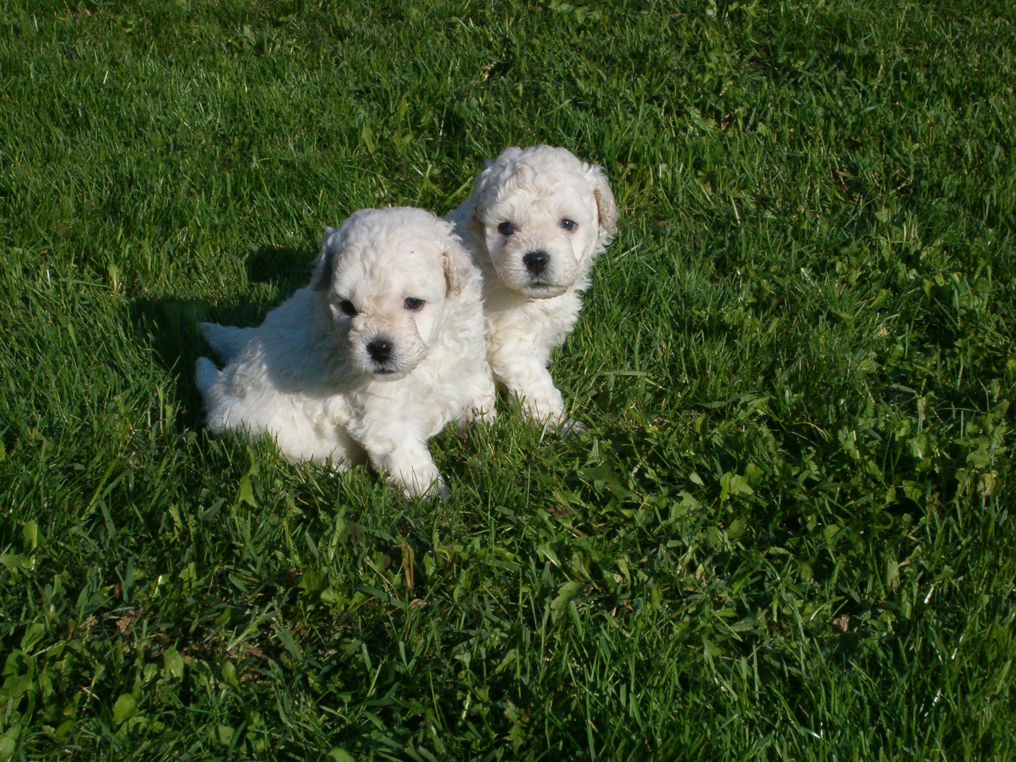 Puppy Pals tickets in Green Bay, WI