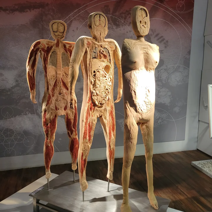 Real Bodies