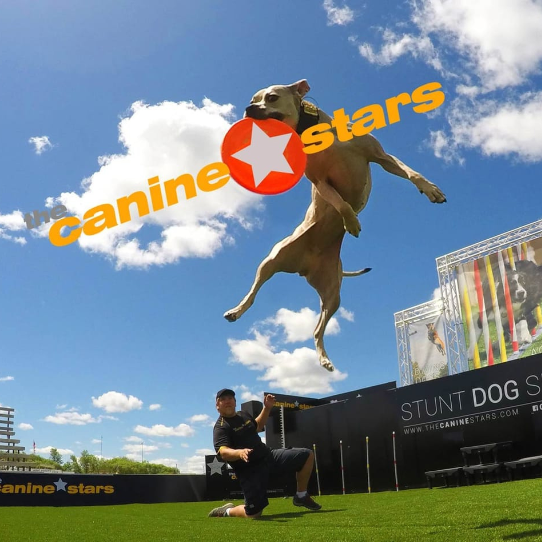 The Canine Stars Stunt Dog Show tickets in Greensburg, PA